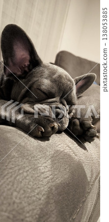 Sleeping French Bulldog on a Soft Sofa 138053885