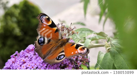 Bright peacock butterfly on buddleia flower Bright peacock butterfly on buddleia flower 138053899