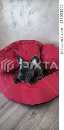 French bulldog dog sleeping in red bean bag chair 138053903