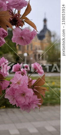 Cherry blossom Sakura against the backdrop of an ancient castle in spring Cherry blossom Sakura against the backdrop of an ancient castle in spring 138053914