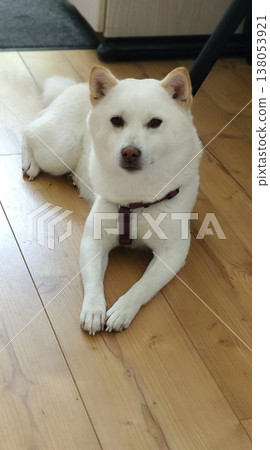 White Shiba Inu: A Devoted Look and a Loyal Friend White Shiba Inu: A Devoted Look and a Loyal Friend 138053921