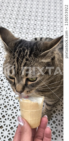 Cat eats ice cream from hands Cat eats ice cream from hands 138053922