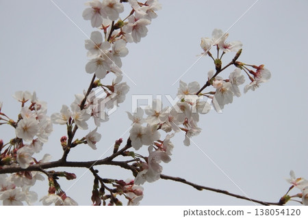 櫻花盛開 138054120