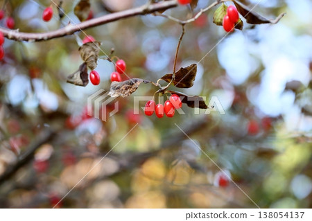 Cute Cornelian cherry berries Cute Cornelian cherry berries 138054137