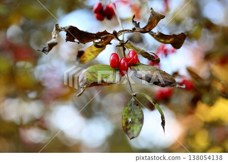 Cute Cornelian cherry berries Cute Cornelian cherry berries 138054138