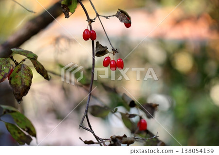Cute Cornelian cherry berries Cute Cornelian cherry berries 138054139