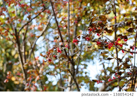 Cute Cornelian cherry berries Cute Cornelian cherry berries 138054142