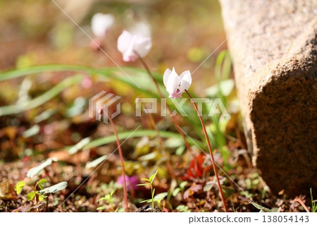 Refreshing wild cyclamen flower, Cyclamen hederifolium 138054143