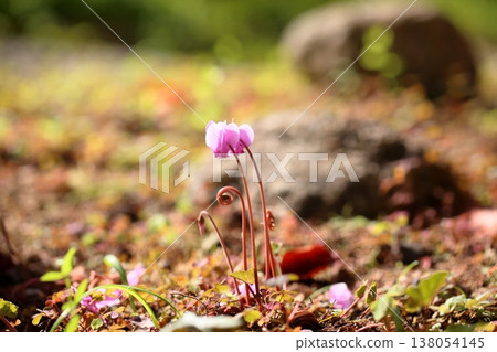Cute wild cyclamen flower, Cyclamen hederifolium Cute wild cyclamen flower, Cyclamen hederifolium 138054145