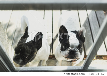 French bulldog standing in sunny doorway entering cozy home interior 138054167