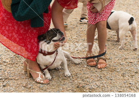 Happy French bulldog on leash with owners outdoors during summer 138054168