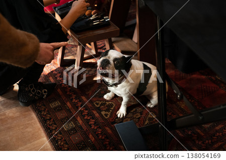 French bulldog under table waiting for treat during indoor gathering French bulldog under table waiting for treat during indoor gathering 138054169