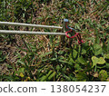 Image of securing pegs and guy ropes used in camping. 138054237