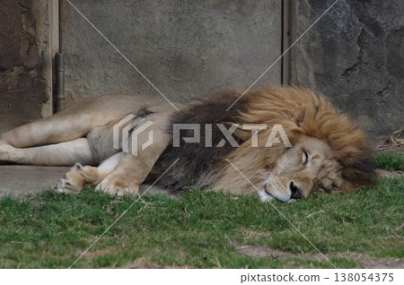 A lion sleeping peacefully. A lion sleeping peacefully. 138054375