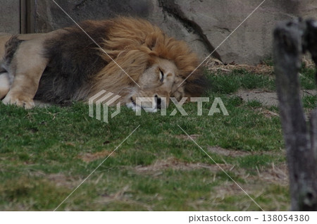 A lion sleeping peacefully. 138054380