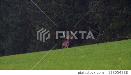 Deer stands on green grass near forest during early morning hours in a natural setting with trees in the background Deer stands on green grass near forest during early morning hours in a natural setting with trees in the background 138054588