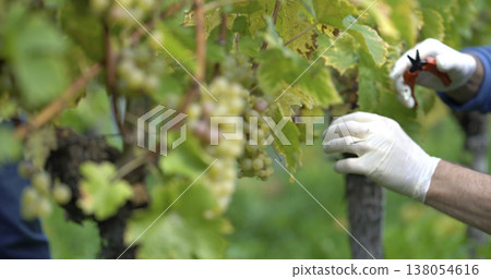 Workers trim grape vines in a vineyard during harvest season on a sunny day in late summer in a rural area Workers trim grape vines in a vineyard during harvest season on a sunny day in late summer in a rural area 138054616