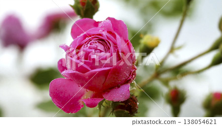 Pink rose with droplets on petals grows in garden near other flowers in spring Pink rose with droplets on petals grows in garden near other flowers in spring 138054621