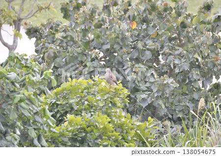 A Grey-faced Buzzard resting its wings on the branches of a broadleaf tree. A Grey-faced Buzzard resting its wings on the branches of a broadleaf tree. 138054675