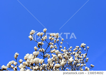 藍玉蘭 藍玉蘭 138054692