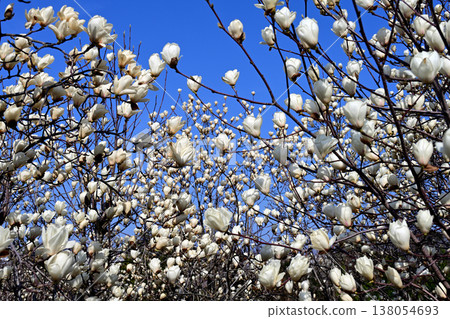 成簇垂掛的白色玉蘭花 138054693