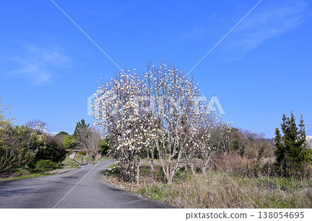 玉蘭玉蘭和藍天風景 玉蘭玉蘭和藍天風景 138054695