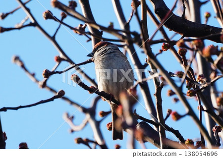 麻雀 麻雀 138054696