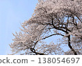 Edohigan cherry blossoms in bloom 138054697