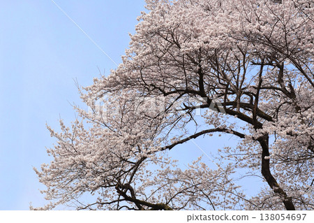 江戶彼岸櫻花盛開了。 138054697