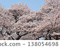 Edohigan cherry blossoms in full bloom 138054698