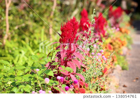 充滿活力的雞冠花 充滿活力的雞冠花 138054761