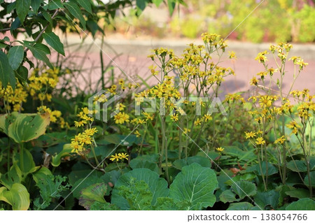 秋季 - 日本山楂花 138054766