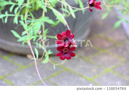 秋季 - 巧克力波斯菊 秋季 - 巧克力波斯菊 138054769
