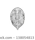 Trilobite fossils (monochrome) 138054813
