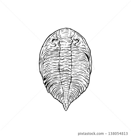 Trilobite fossils (monochrome) 138054813