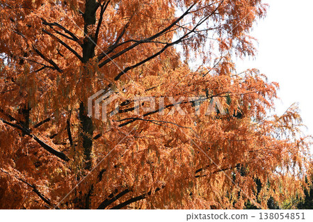 Fall landscape Fall landscape 138054851