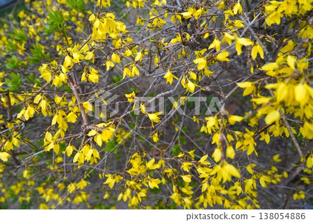 Yellow flower of Forsythia 138054886