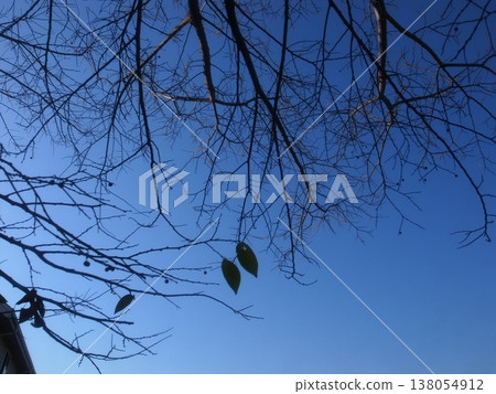 Winter grove Winter grove 138054912