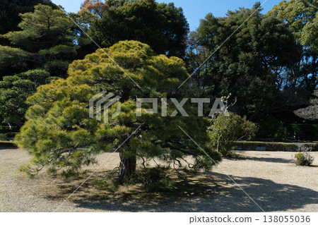 landscape with pine trees 138055036