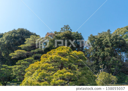 有美麗新鮮的綠色植物的春天公園 138055037