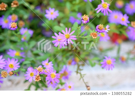 Pure and elegant blue daisy flowers Pure and elegant blue daisy flowers 138055282