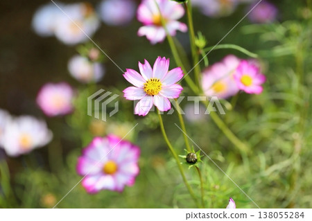 cute cosmos flowers cute cosmos flowers 138055284
