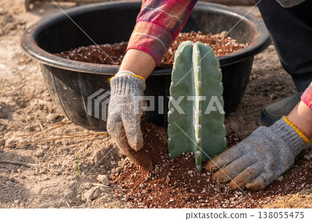 Cropped shot view of farmer planting a Cereus hildmannianus cactus in the ground. This species is a columnar cactus. It will produce dull blue-green stems. Cropped shot view of farmer planting a Cereus hildmannianus cactus in the ground. This species is a columnar cactus. It will produce dull blue-green stems. 138055475