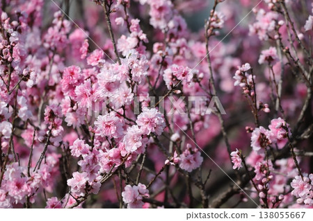 花桃樹 138055667