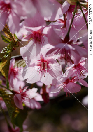 Kanhisakura flowers Kanhisakura flowers 138055700