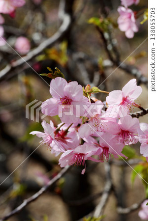 Kanhisakura flowers Kanhisakura flowers 138055703