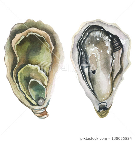 Oysters (Ostreidae). Watercolor illustration on a white background. Seafood print for postcards, menu design, packaging, and restaurant signage. Oysters (Ostreidae). Watercolor illustration on a white background. Seafood print for postcards, menu design, packaging, and restaurant signage. 138055824