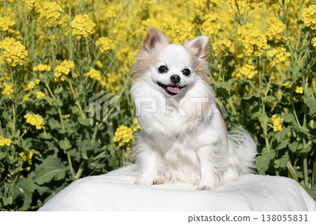 A field of rapeseed flowers and Sammy the Chihuahua 138055831