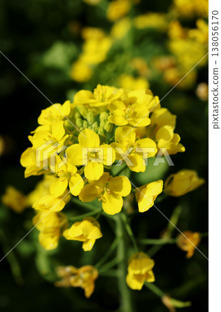 強姦開花 138056170