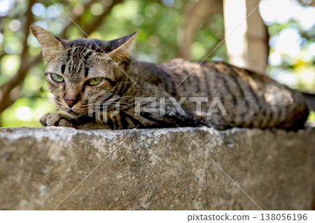 Close up gray cat house is sit down and rest on the old wall near the garden at thailand Close up gray cat house is sit down and rest on the old wall near the garden at thailand 138056196